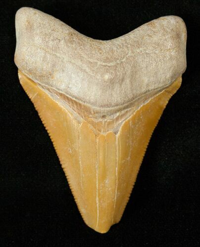 Orange Bone Valley Megalodon Tooth #17180